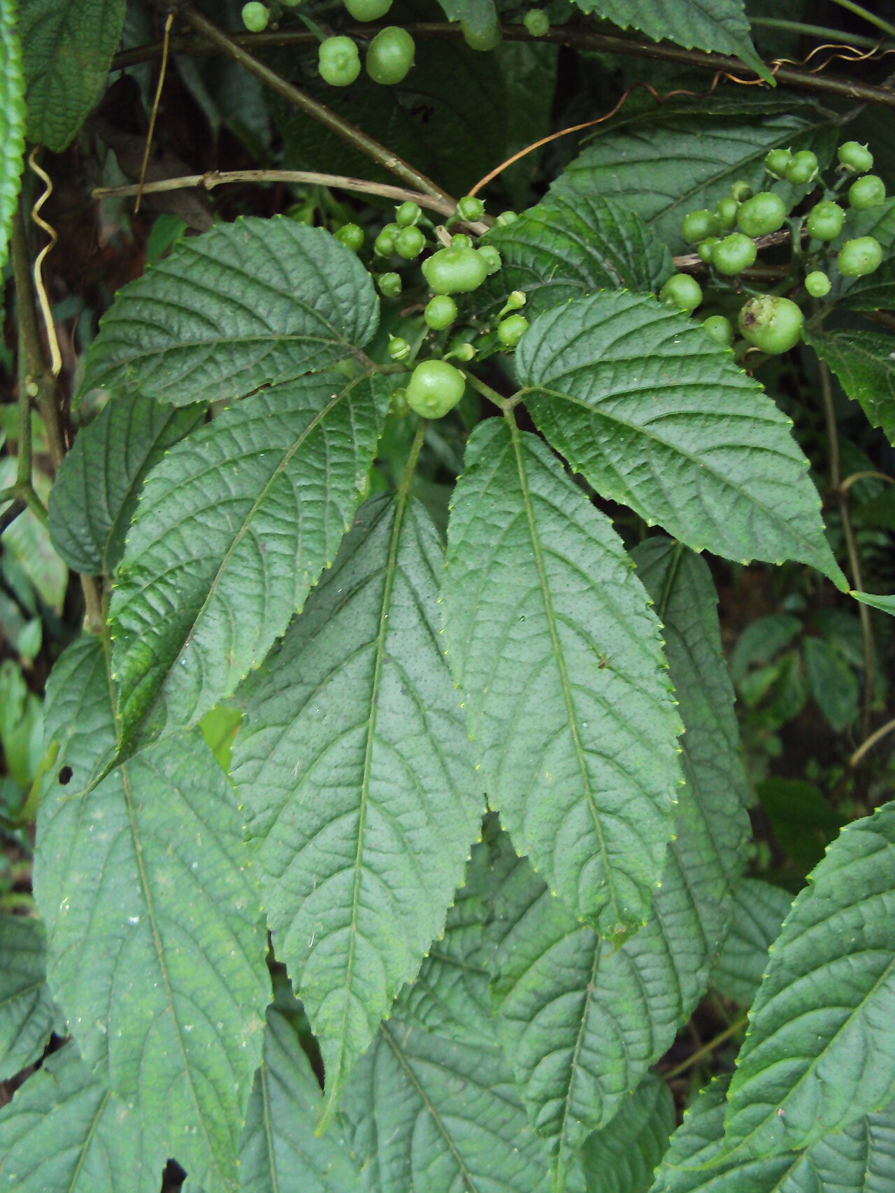 Cayratia mollissima: Cayratia mollissima