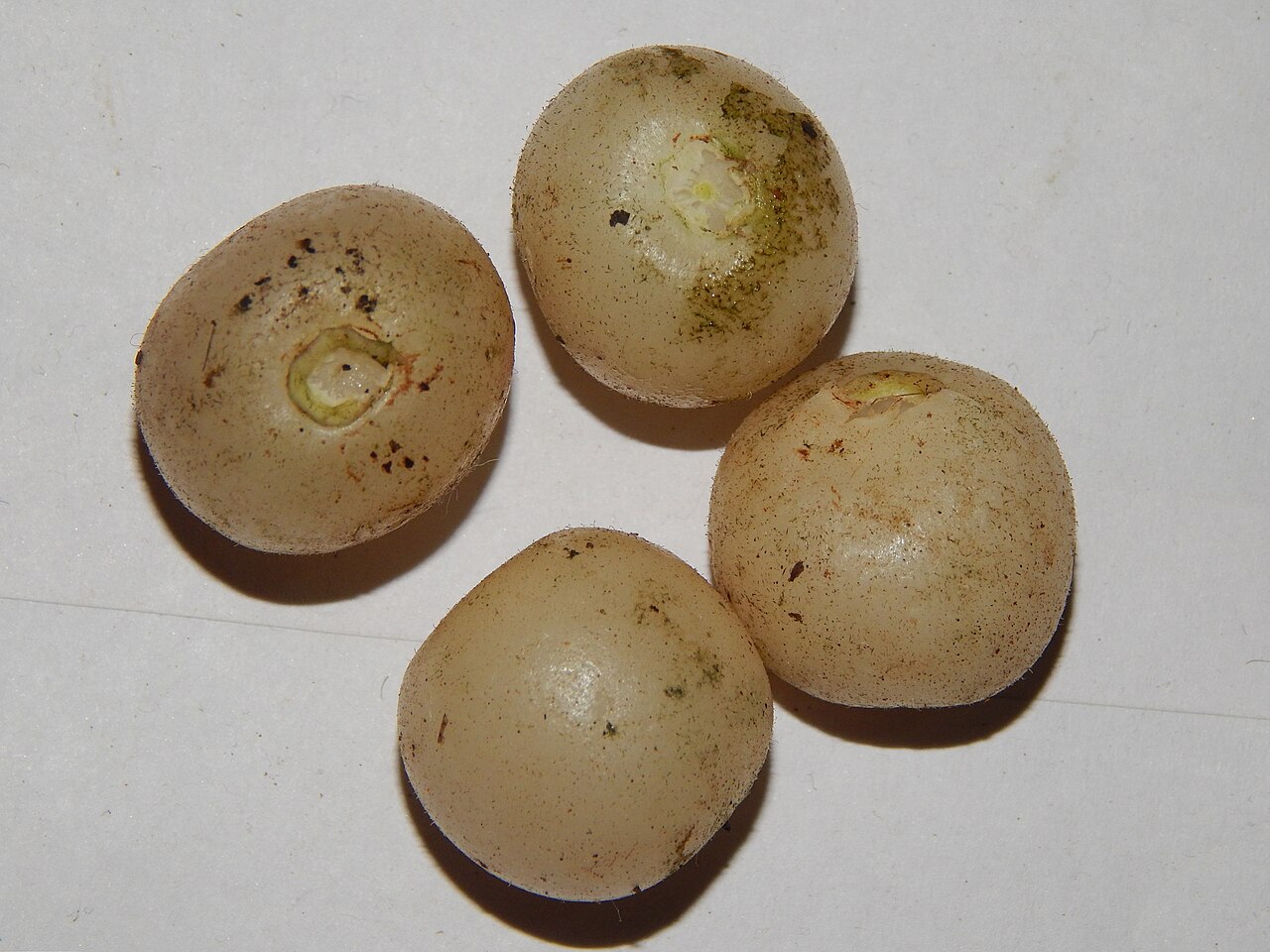Cayratia mollissima: Fruit of Cayratia mollissima