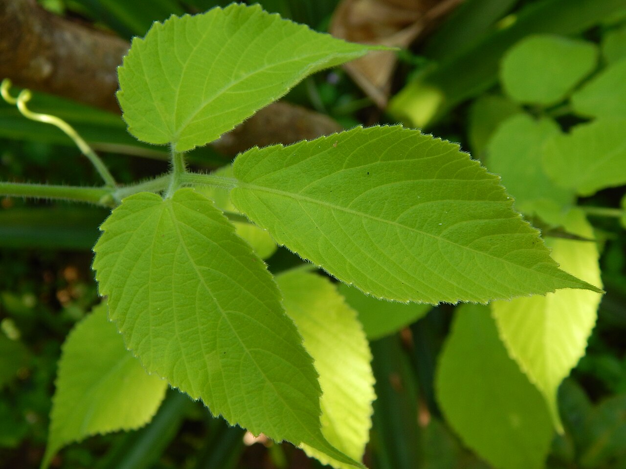 Cayratia mollissima: Cayratia mollissima is a plant the fruits (unripe) of which are used in curries in India.