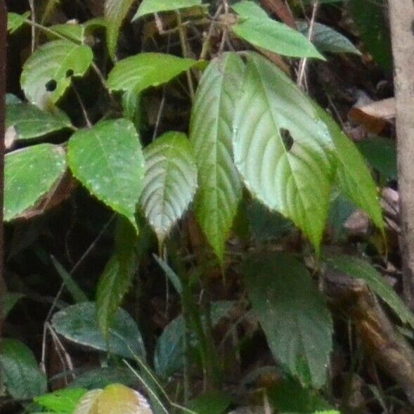 Cayratia mollissima (Cayratia mollissima)