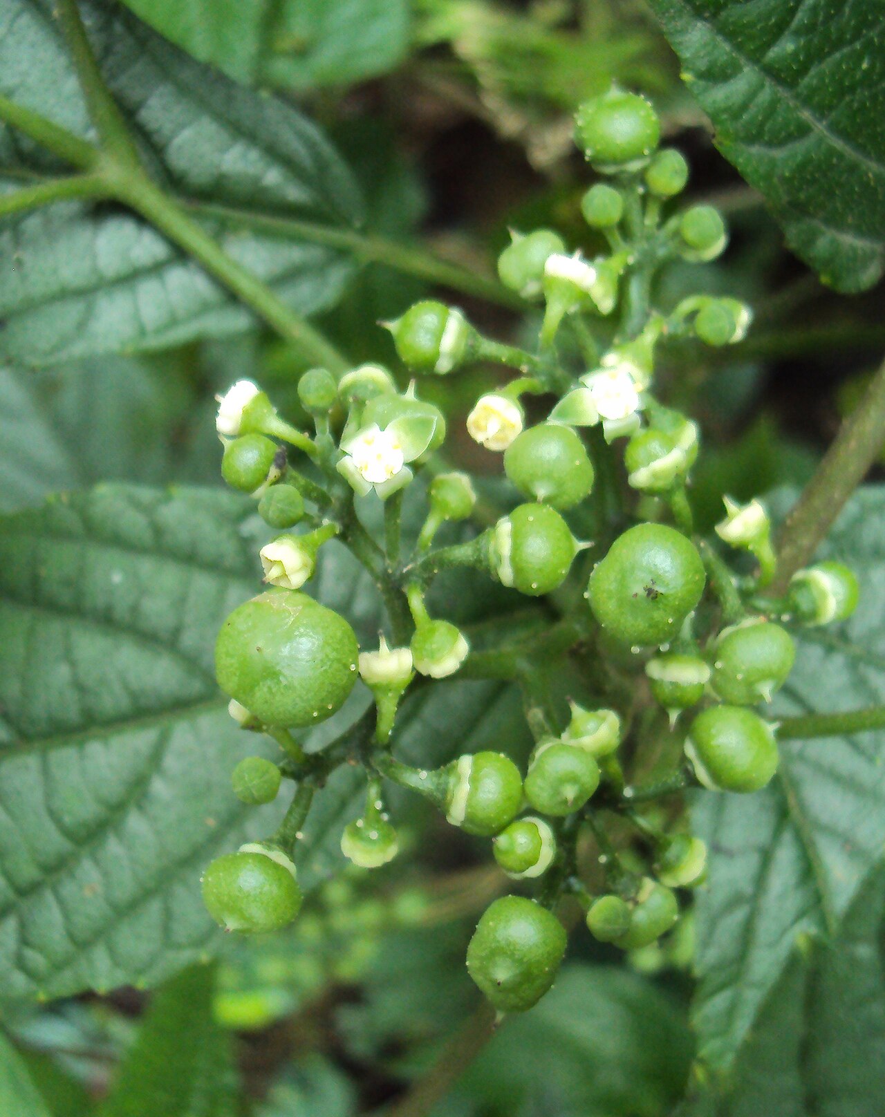 Cayratia mollissima: Cayratia mollissima