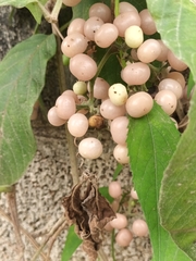 Cayratia pedata (Cayratia pedata)