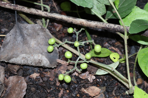 Cayratia pedata (Cayratia pedata)