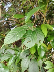 Cayratia pedata (Cayratia pedata)