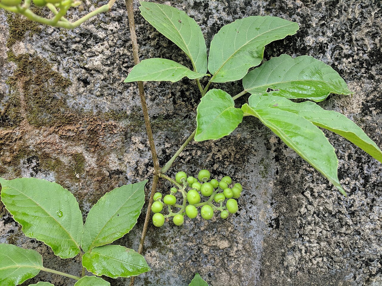 Cayratia pedata: Tempname