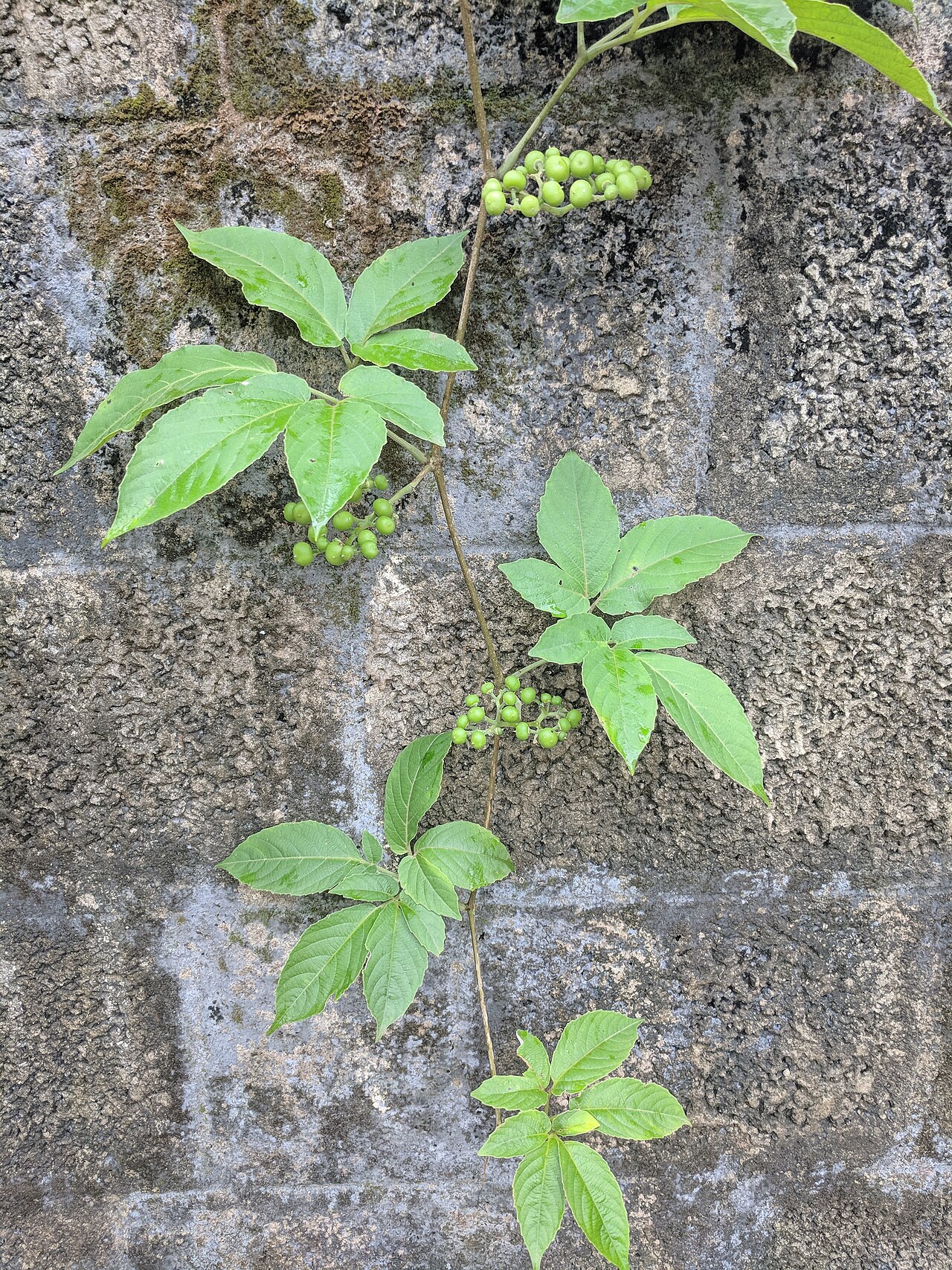 Cayratia pedata: Tempname