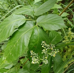 Cayratia pedata (Cayratia pedata)