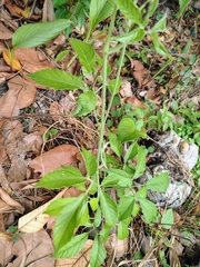 Cayratia pedata (Cayratia pedata)