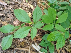 Cayratia pedata (Cayratia pedata)