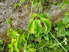 Cayratia pedata (Cayratia pedata)