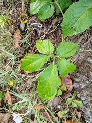 Cayratia pedata (Cayratia pedata)