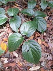 Cayratia saponaria (Cayratia saponaria)