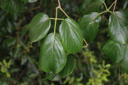 Cayratia saponaria (Cayratia saponaria)