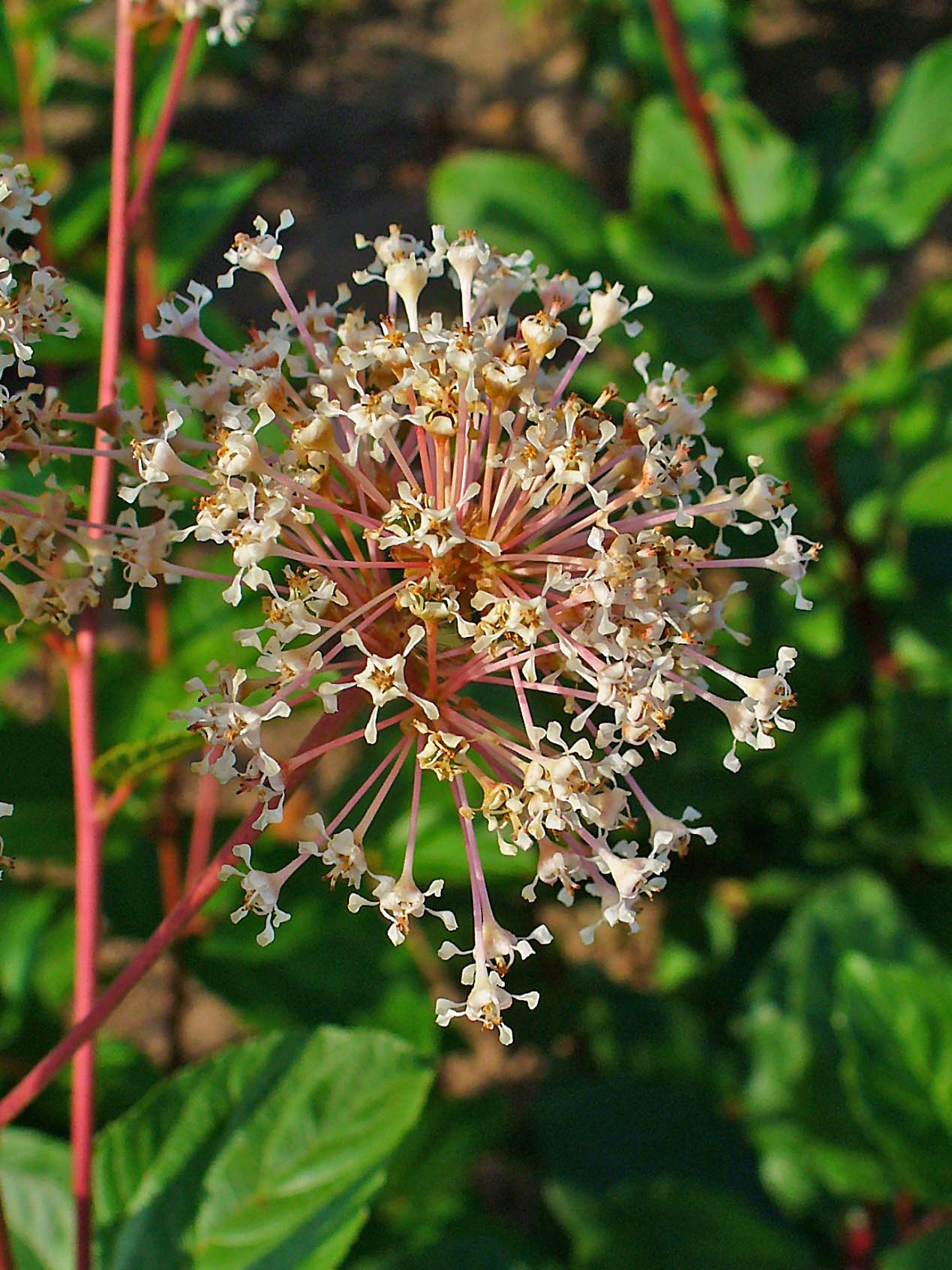 New Jersey tea: Ceanothus americanus , New Jersey Tea, inflorescence; Stutensee-Staffort , Germany .