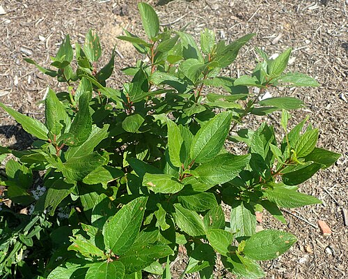New Jersey tea: Ceanothus americanus in the Missouri Botanical Garden, St. Louis