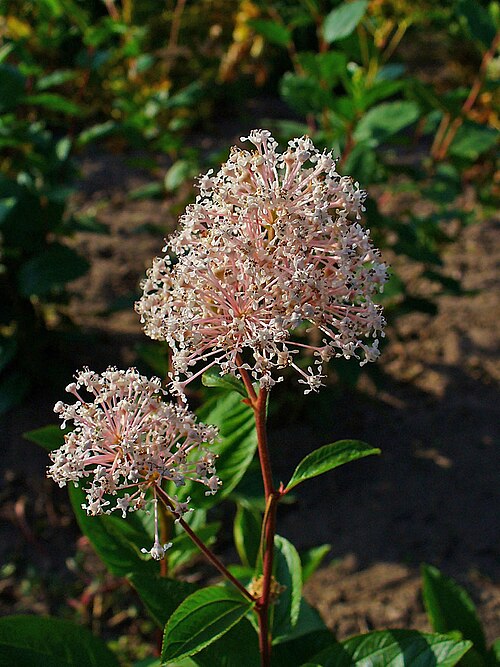 New Jersey tea: Ceanothus americanus , New Jersey Tea, inflorescence; Stutensee-Staffort , Germany .