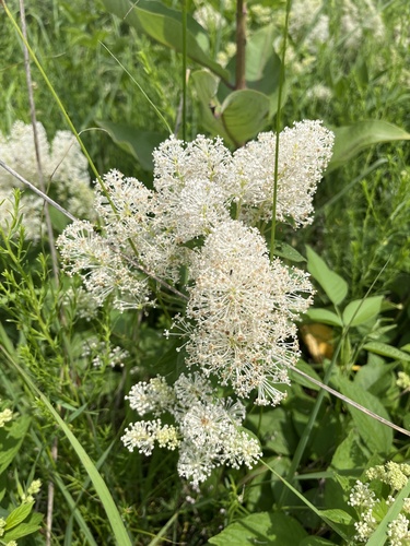 New Jersey tea (Ceanothus americanus)