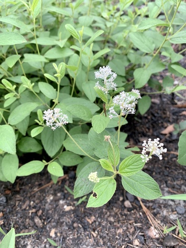 New Jersey tea (Ceanothus americanus)