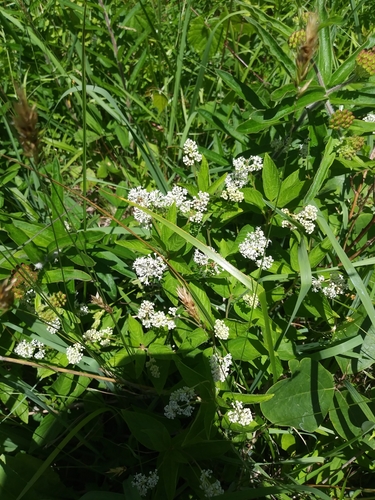 New Jersey tea (Ceanothus americanus)