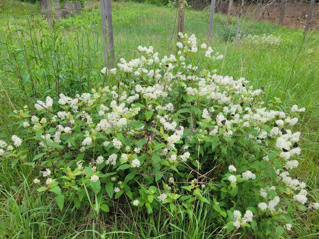 New Jersey tea (Ceanothus americanus)