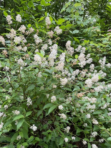 New Jersey tea (Ceanothus americanus)