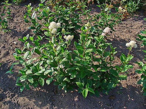 New Jersey tea: Ceanothus americanus , New Jersey Tea, habitus; Stutensee-Staffort , Germany .