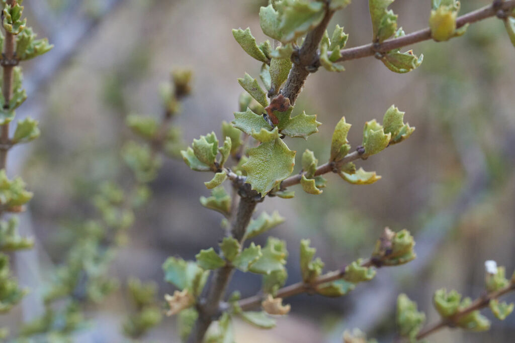 Ceanothus bolensis (Ceanothus bolensis)