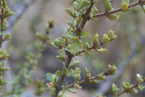 Ceanothus bolensis (Ceanothus bolensis)