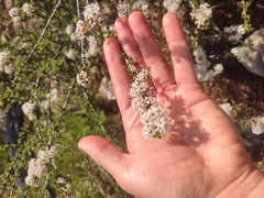 Ceanothus bolensis (Ceanothus bolensis)