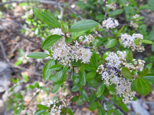 Ceanothus buxifolius (Ceanothus buxifolius)