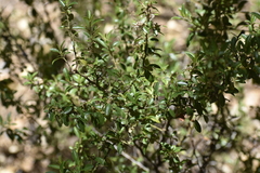 Ceanothus buxifolius (Ceanothus buxifolius)