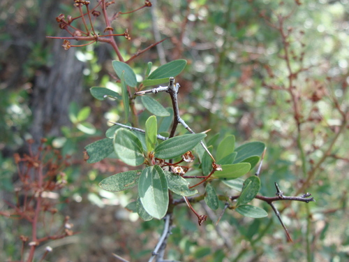 Ceanothus buxifolius (Ceanothus buxifolius)