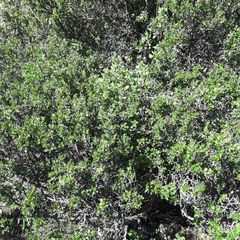 Ceanothus buxifolius (Ceanothus buxifolius)