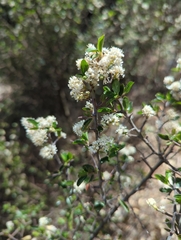 Ceanothus buxifolius (Ceanothus buxifolius)