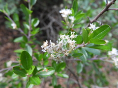 Ceanothus buxifolius (Ceanothus buxifolius)