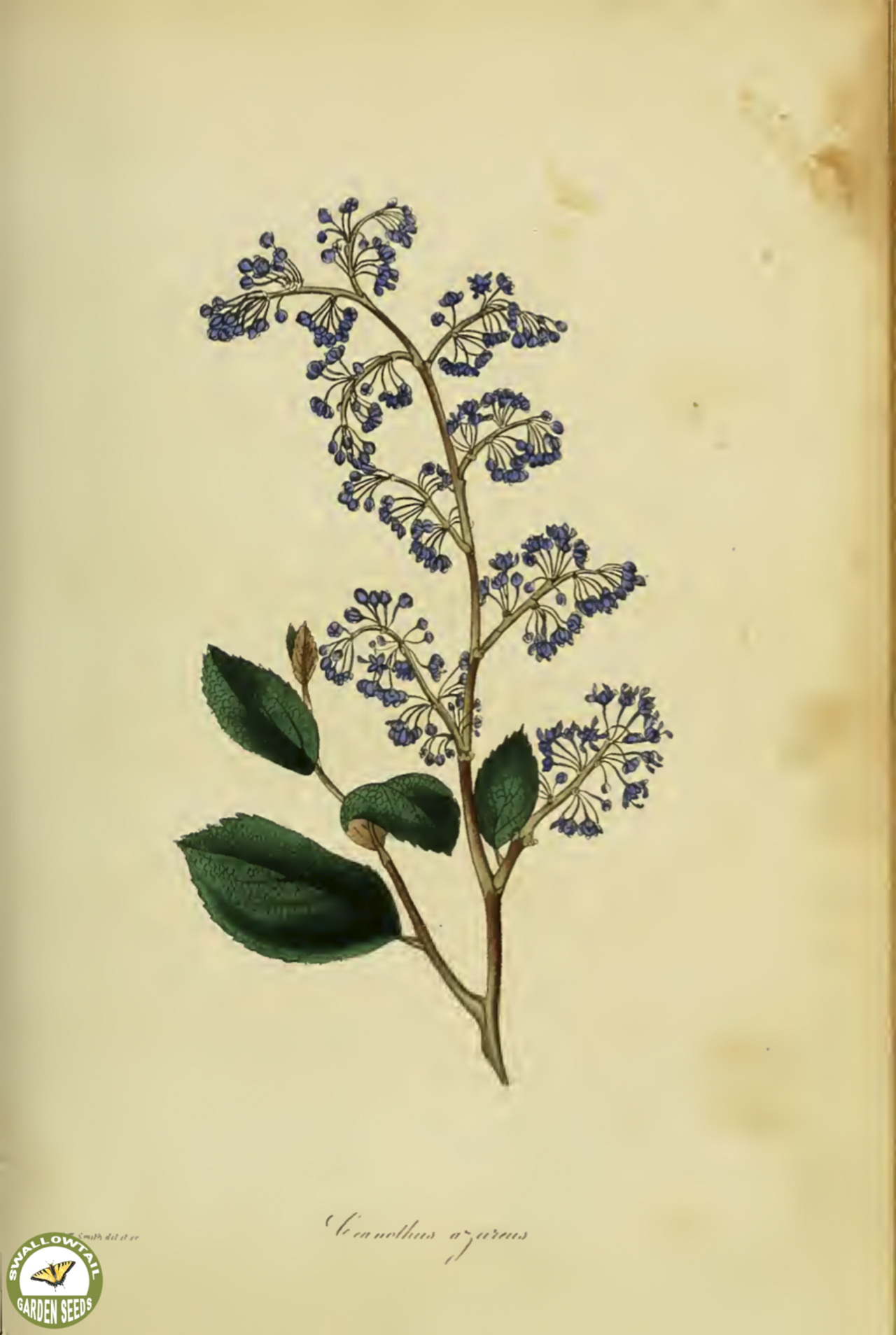 Ceanothus caeruleus: From our collection of botanical photographs, illustrations, and paintings. We hope you will enjoy these images as much as we do.