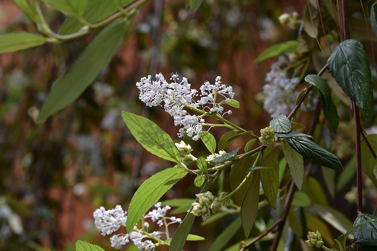 Ceanothus caeruleus: Ceanothus caeruleus in Mexico