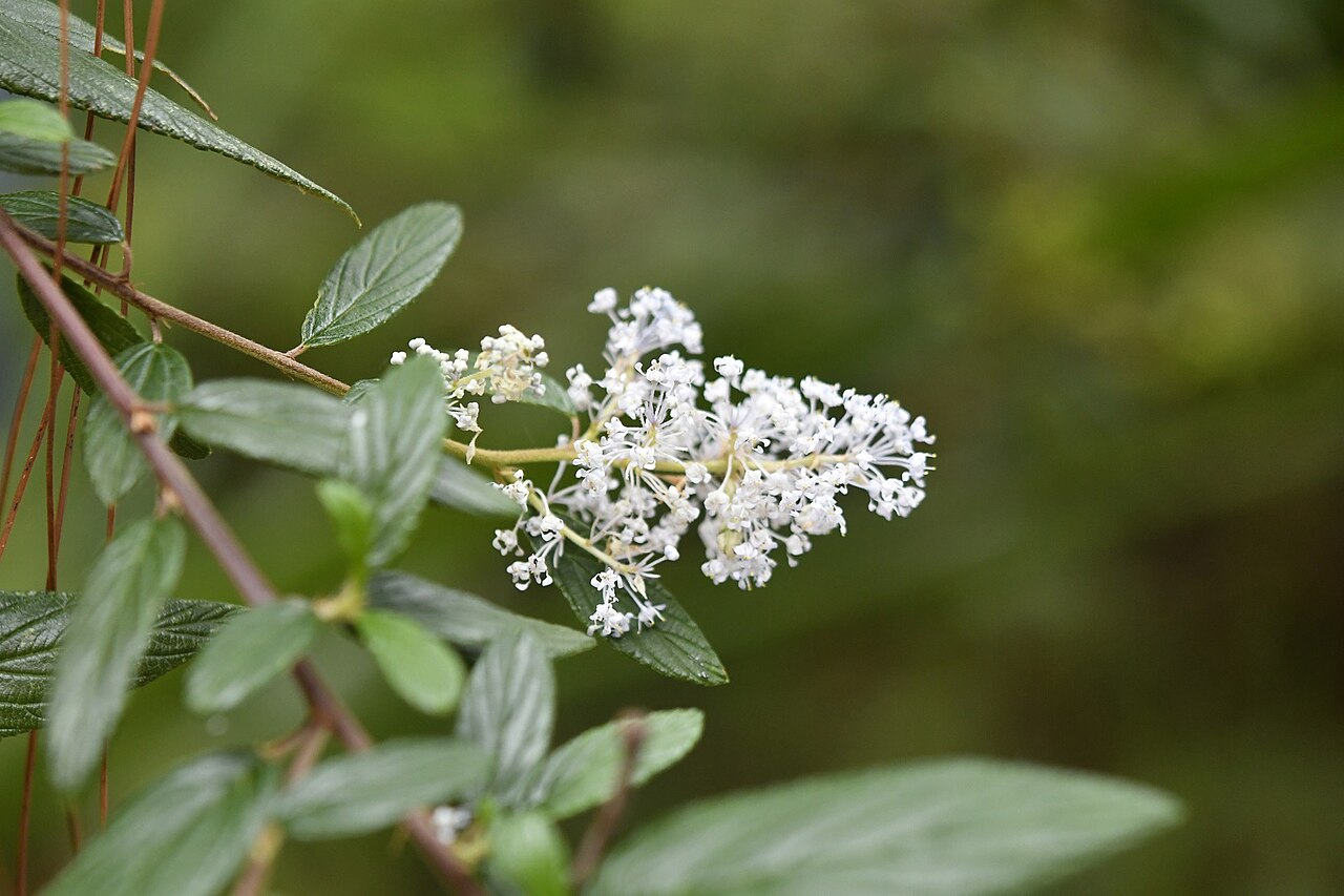 Ceanothus caeruleus: Ceanothus caeruleus in Mexico