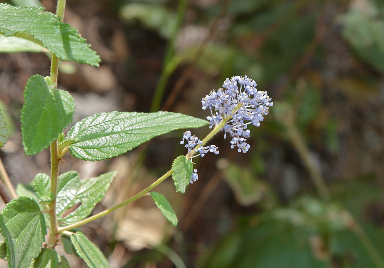 Ceanothus caeruleus: Mexico, area of Santa Catarina Lachatao
