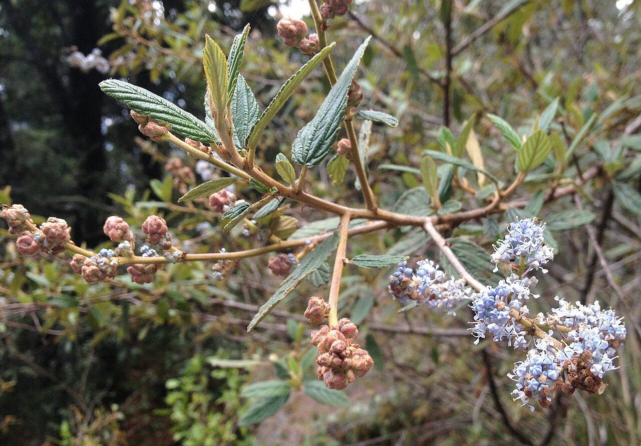 Ceanothus caeruleus: Ceanothus caeruleus is a shrub of the buckthorn family (Rhamnaceae). It is native to the Mexican Plateau.