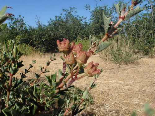 Rincon Ridge ceanothus (Ceanothus confusus)