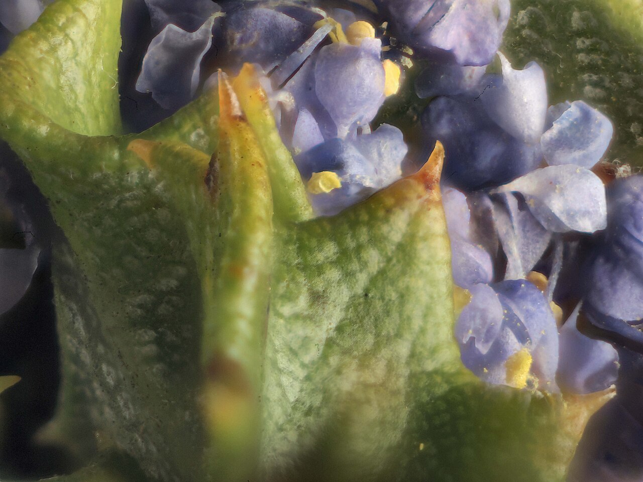 Rincon Ridge ceanothus: Ceanothus confusus—Rincon Ridge ceanothus. Photo is one of a series of extreme closeups of ceanothus. Photographed with Olympus Pen E-PL1 with Canon 100 mm FD m