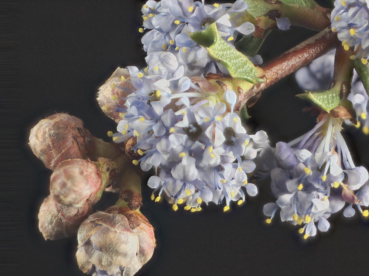 Rincon Ridge ceanothus: Ceanothus confusus—Rincon Ridge ceanothus. Photo is one of a series of extreme closeups of ceanothus. Photographed with Olympus Pen E-PL1 with Canon 100 mm FD m