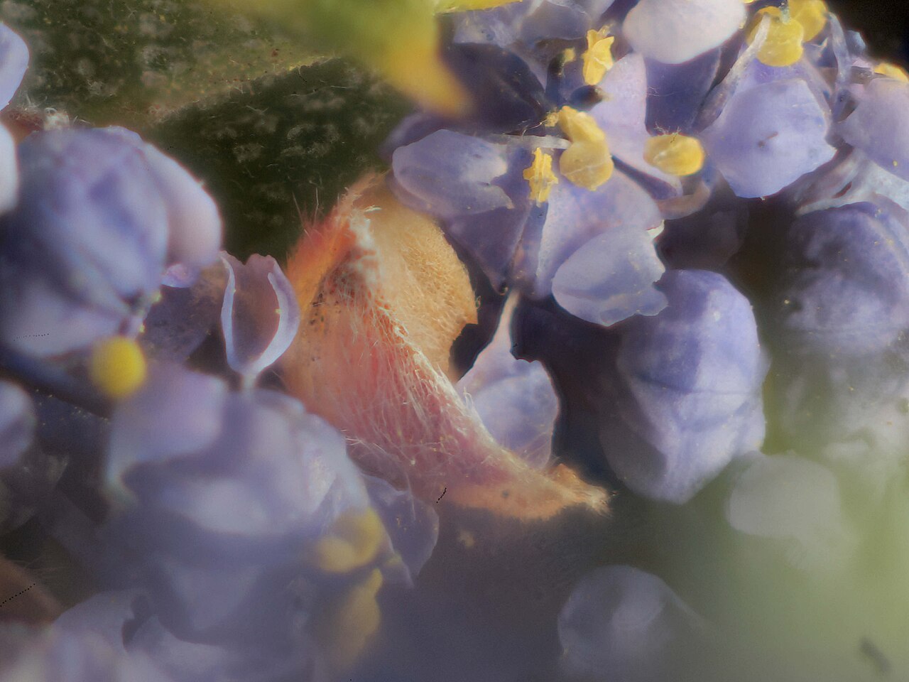 Rincon Ridge ceanothus: Ceanothus confusus—Rincon Ridge ceanothus. Photo is one of a series of extreme closeups of ceanothus. Photographed with Olympus Pen E-PL1 with Canon 100 mm FD m