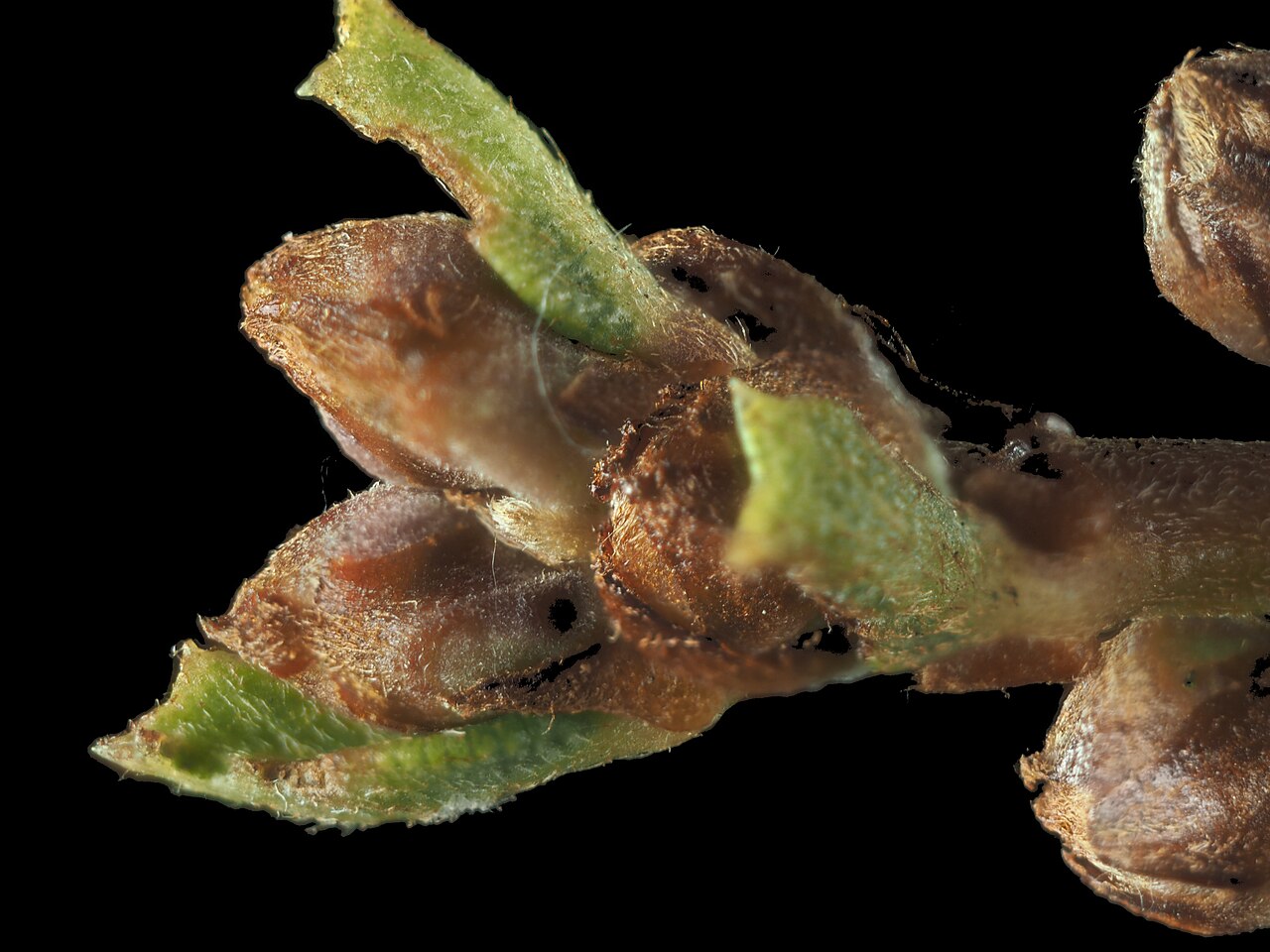 Rincon Ridge ceanothus: Ceanothus confusus—Rincon Ridge ceanothus. included in the CNPS. Inventory of Rare and Endangered Plants on list 1B.1 (rare, threatened, or endangered in CA and