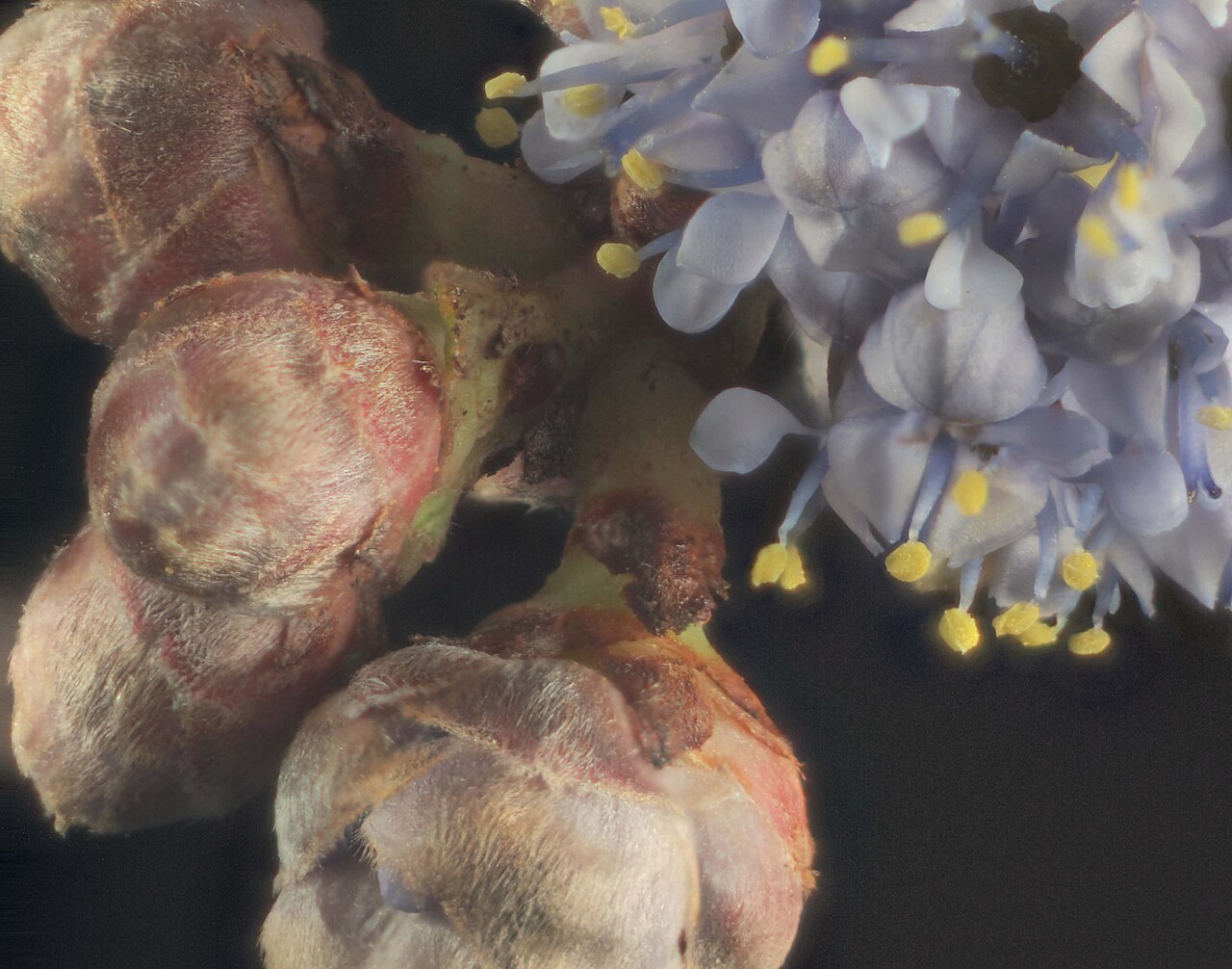 Rincon Ridge ceanothus: Ceanothus confusus—Rincon Ridge ceanothus. Photo is one of a series of extreme closeups of ceanothus. Photographed with Olympus Pen E-PL1 with Canon 100 mm FD m