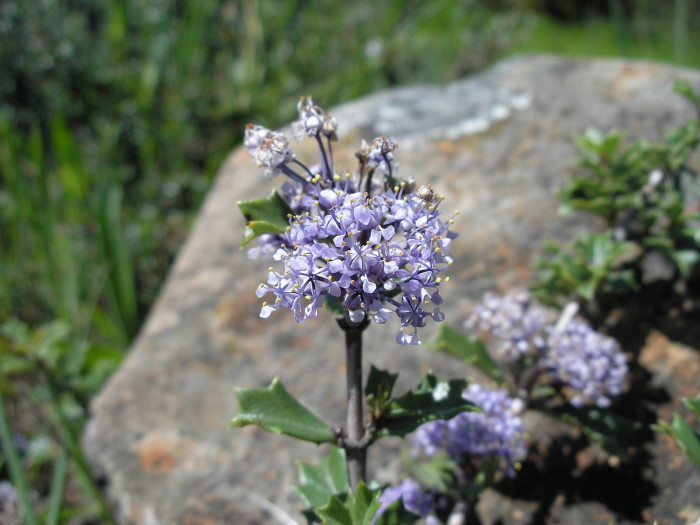 Rincon Ridge ceanothus: Ceanothus confusus at Southridge Preserve, Santa Rosa (Sonoma County, California, US). "ceanoThis photo is in the public domain and may be freely used for any p