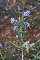Rincon Ridge ceanothus (Ceanothus confusus)