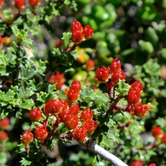Rincon Ridge ceanothus (Ceanothus confusus)
