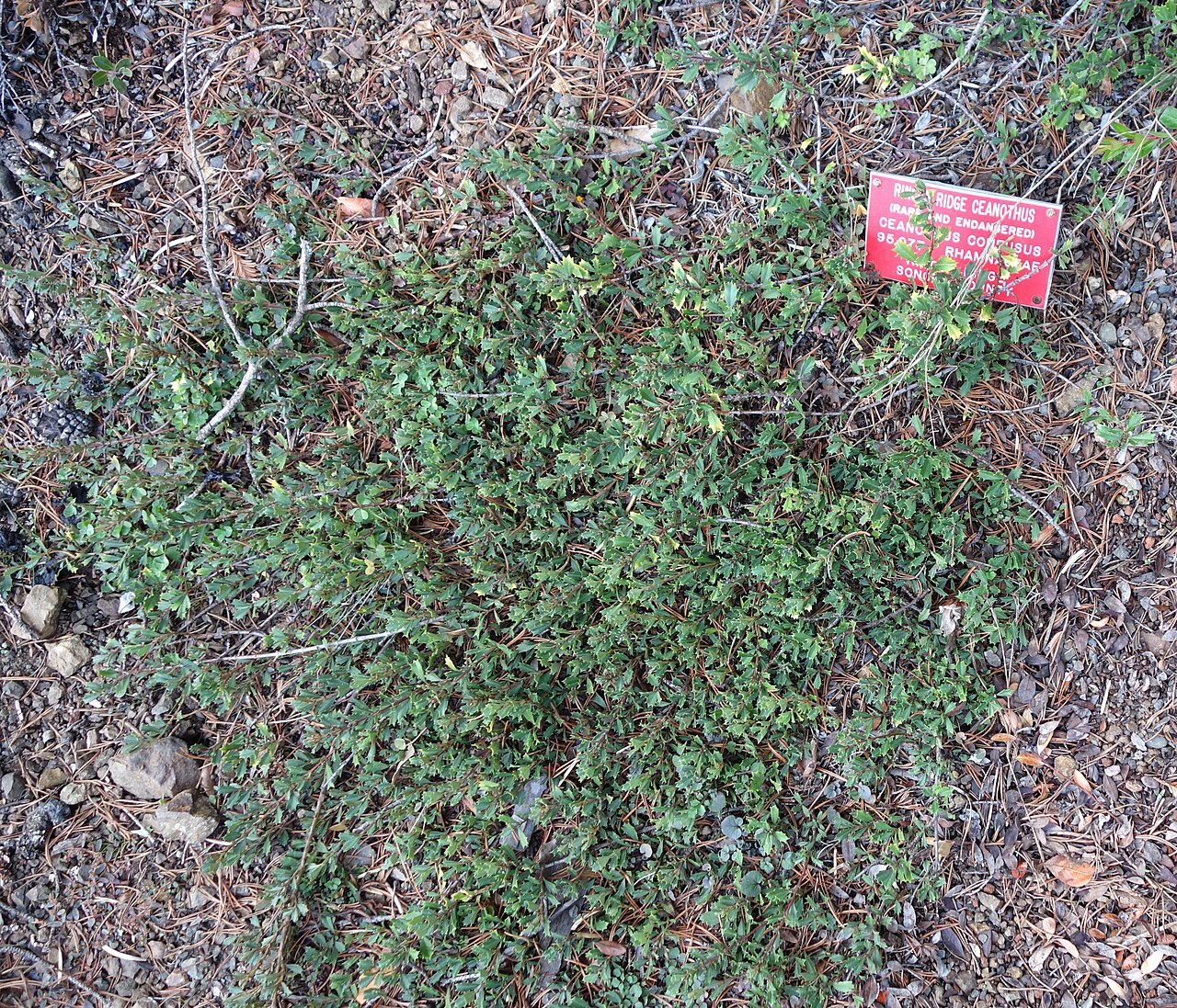 Rincon Ridge ceanothus: Botanical specimen in the Regional Parks Botanic Garden, Berkeley, California, USA.
